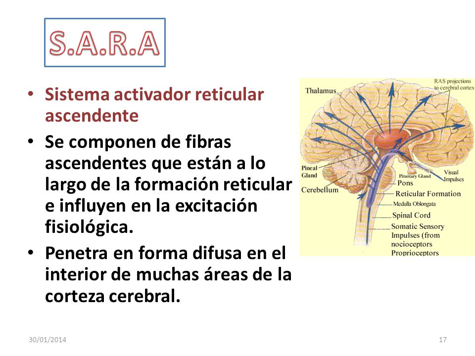 funciones del sistema reticular activador